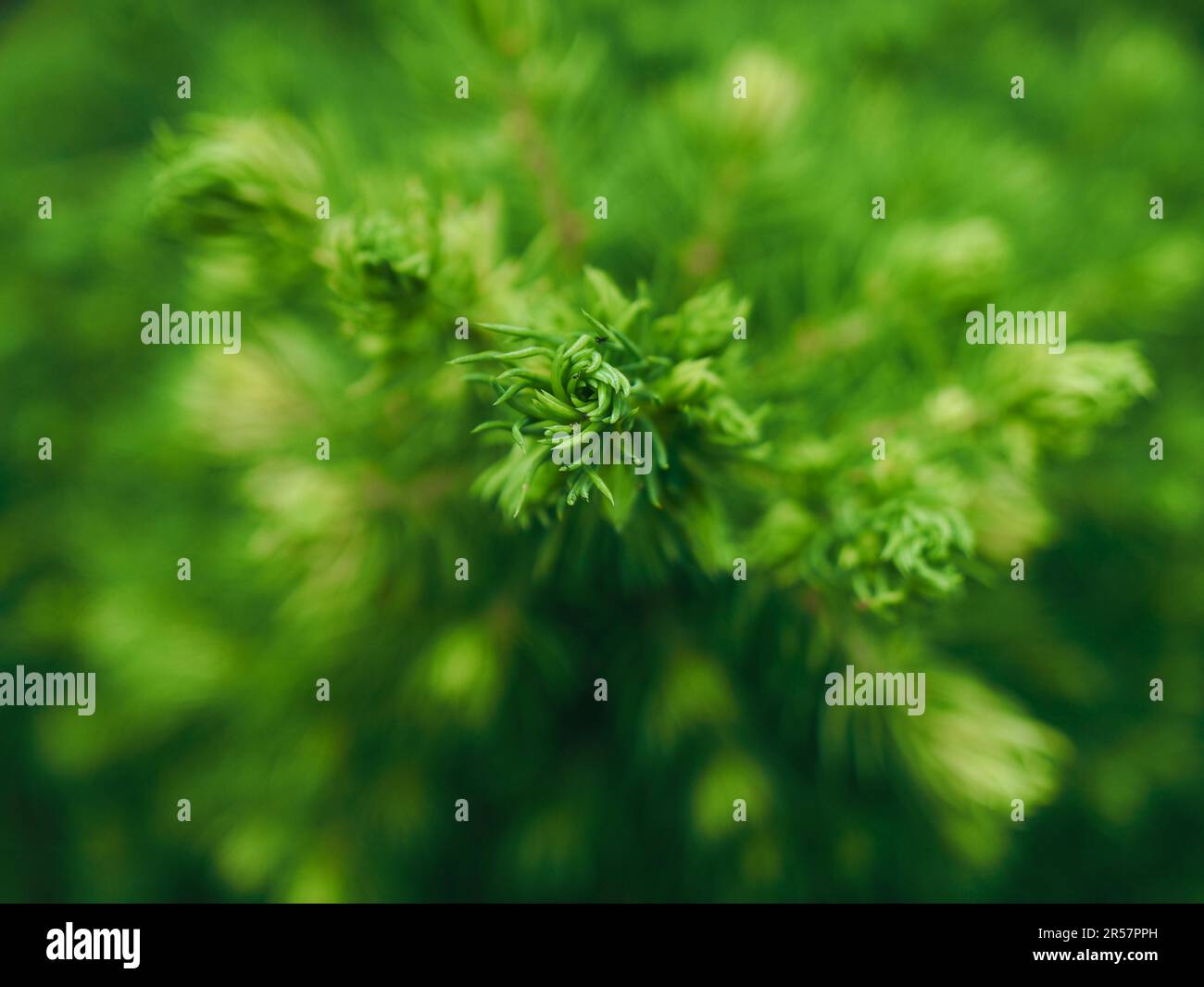 Close-up of a sugarloaf spruce (Picea glauca var. albertiana 'Conica') from above, selective focus on the top of the tree, using as natural background Stock Photo