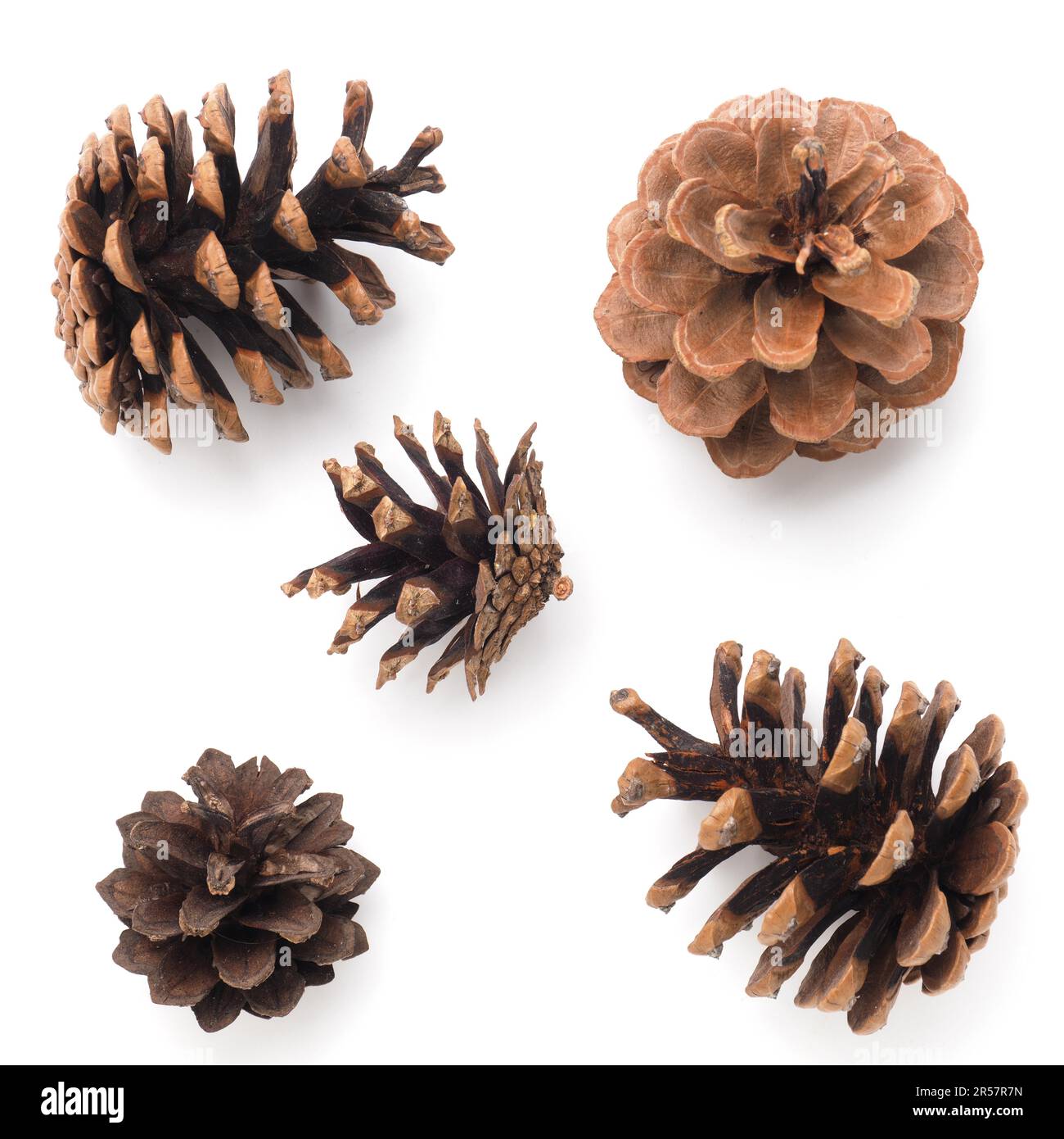 Five pine cones on a white background, Christmas decoration Stock Photo