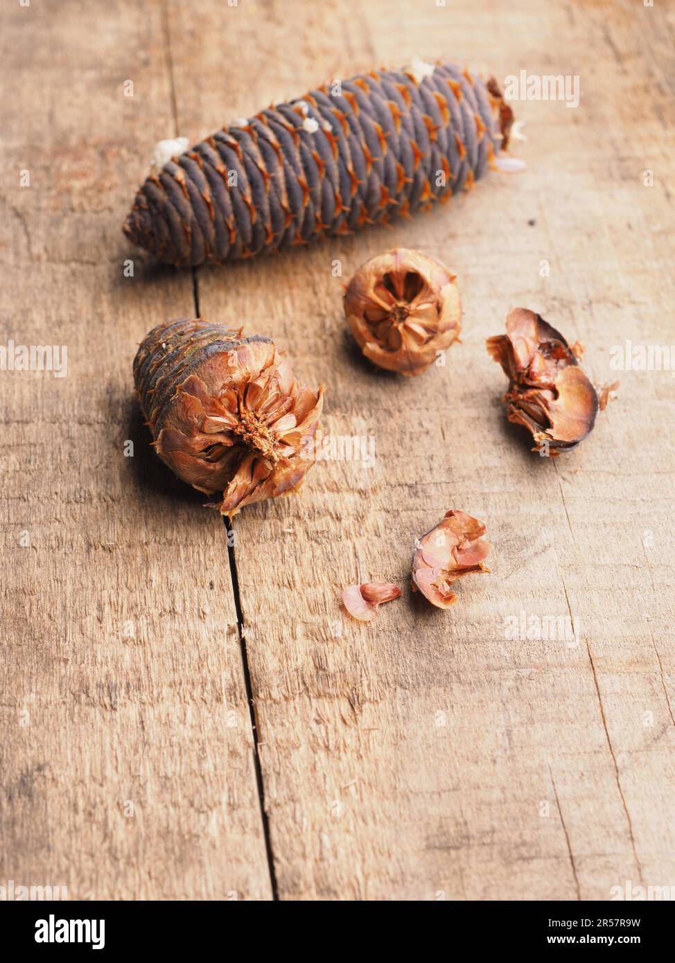 Korea fir seeds on a wooden garden table, Forestry and landscaping concept Stock Photo