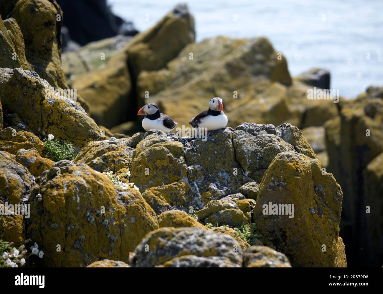 Puffins at the beautiful nature reserve at the Scottish Isle of May,UK Stock Photo Alamy