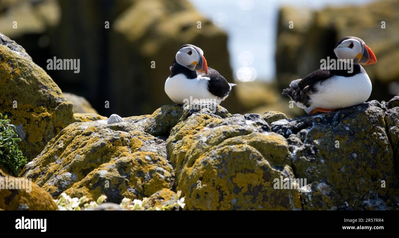 Puffins at the beautiful nature reserve at the Scottish Isle of May,UK Stock Photo Alamy