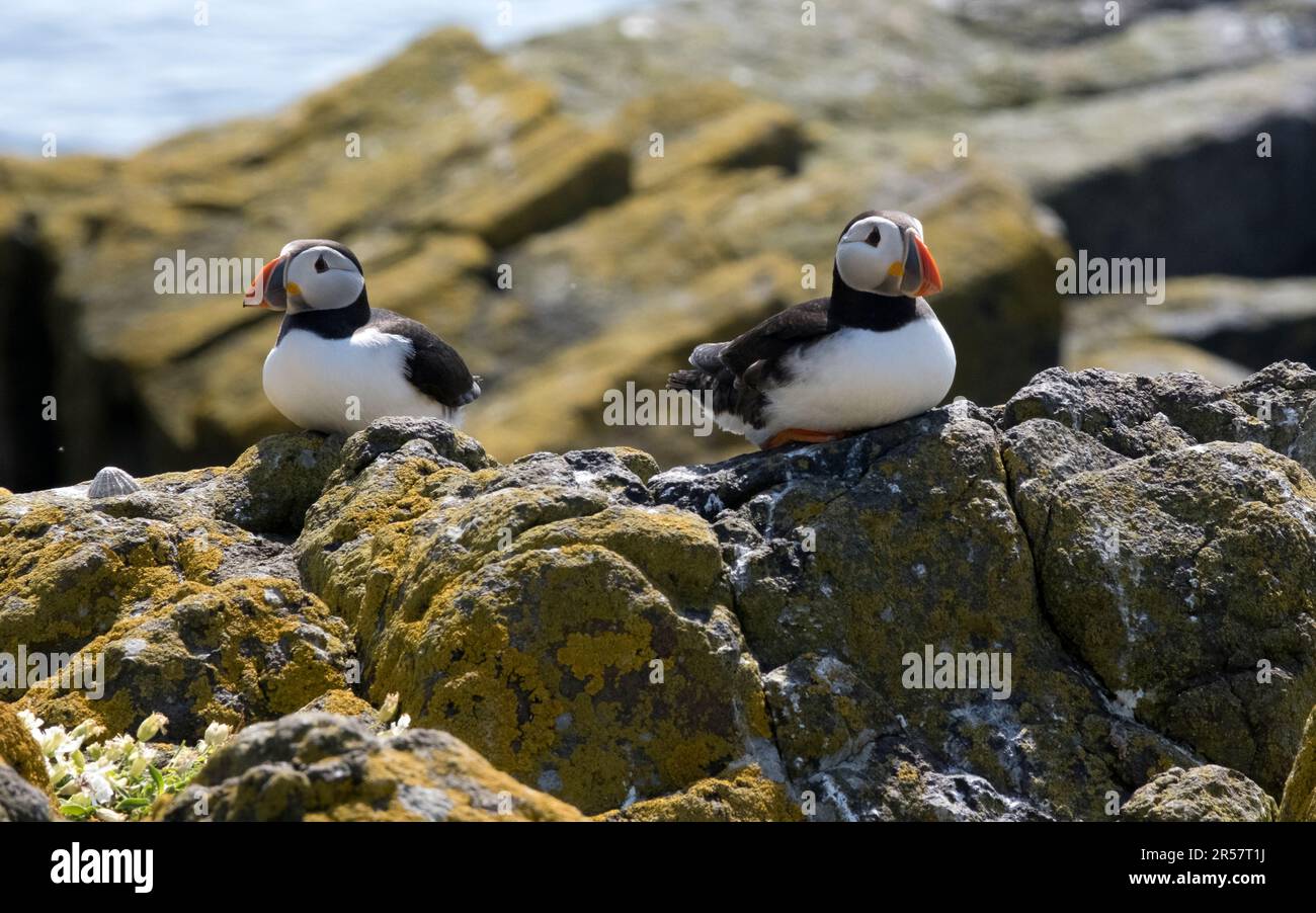 Puffins at the beautiful nature reserve at the Scottish Isle of May,UK Stock Photo Alamy