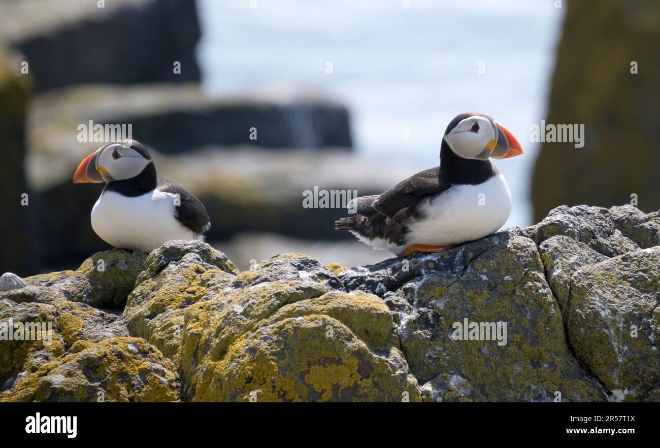 Puffins at the beautiful nature reserve at the Scottish Isle of May,UK Stock Photo Alamy