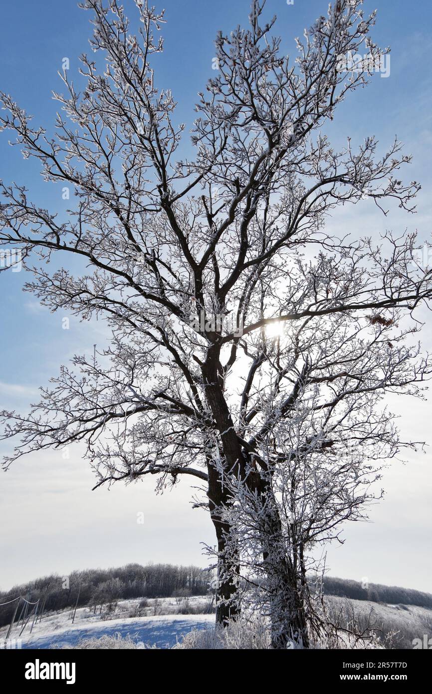 Specific Trees Specific tree hi-res stock photography and images - Alamy