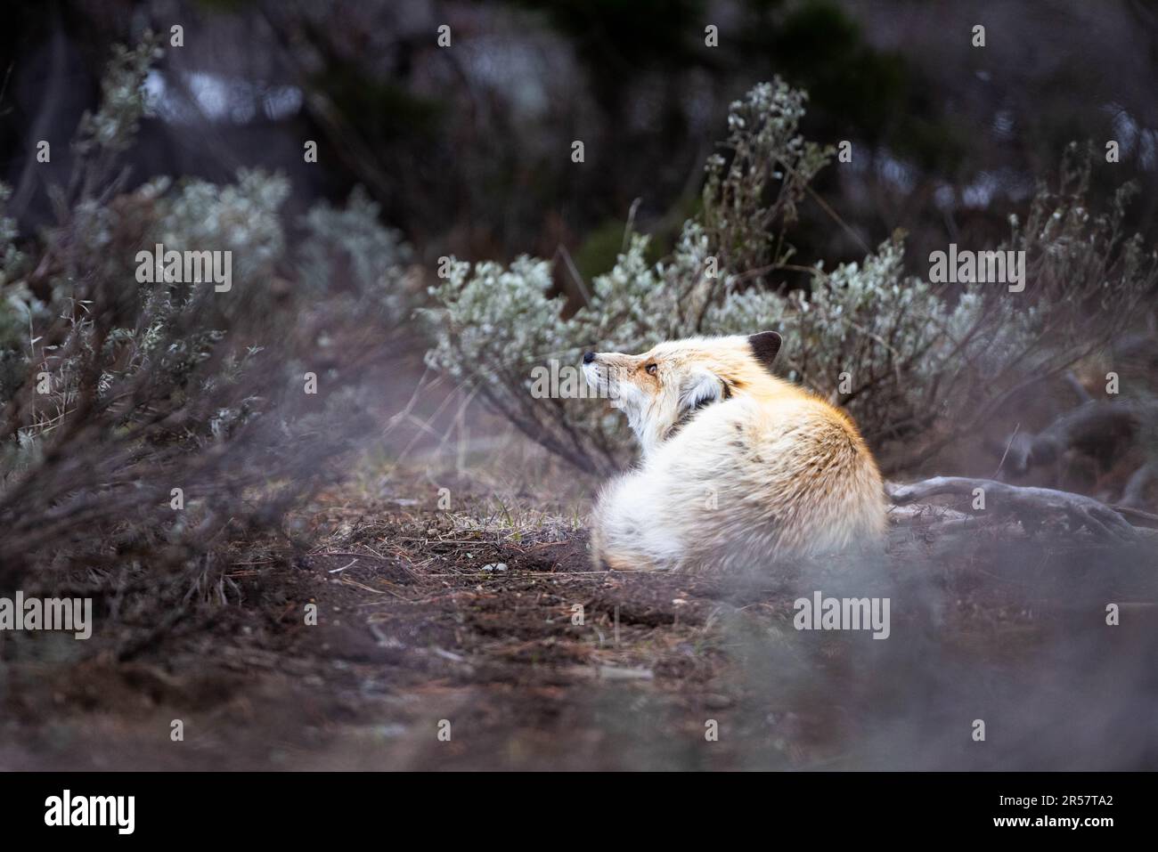 Fox looking up hi-res stock photography and images - Alamy