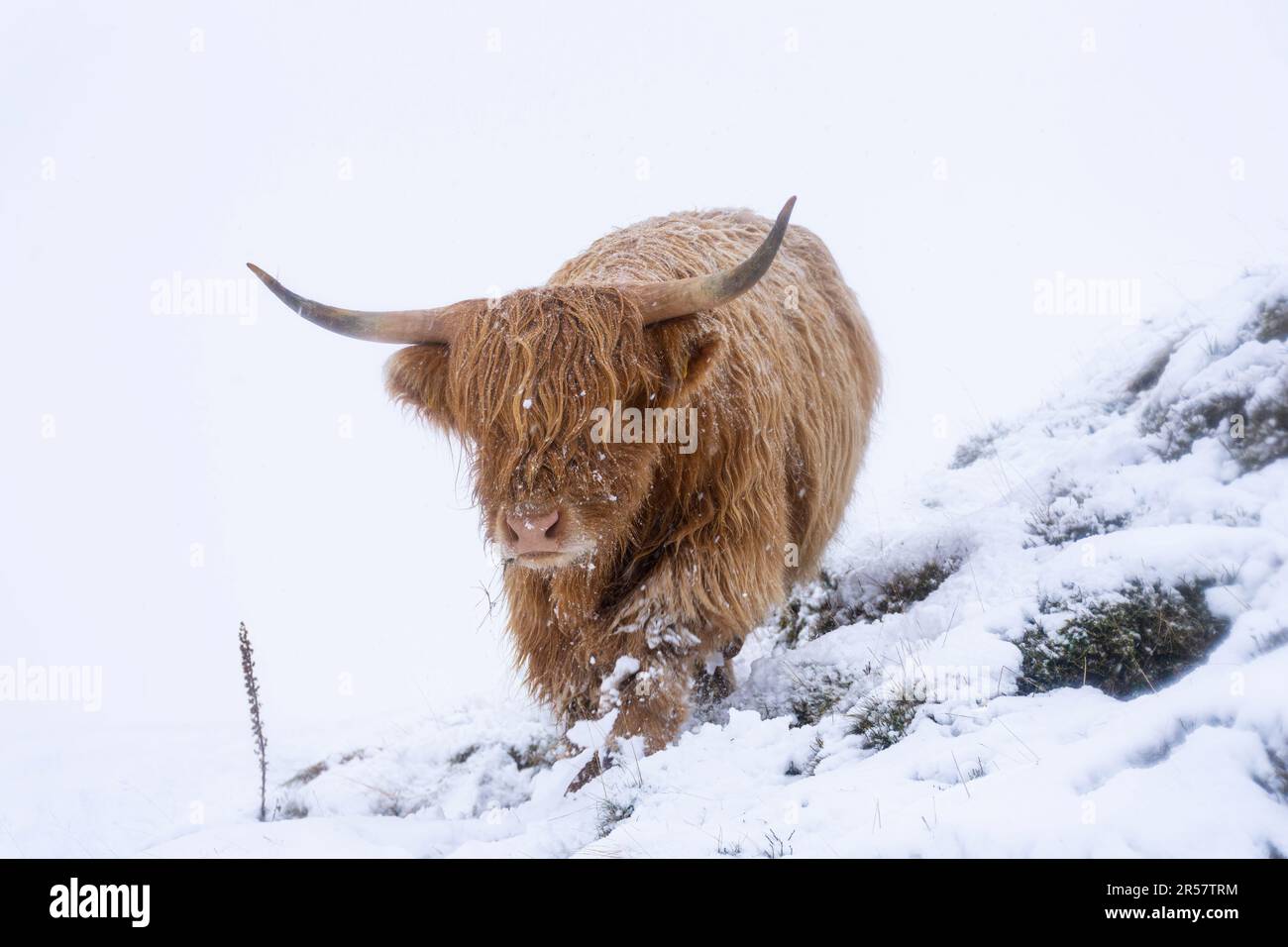 Highland Cow in the snow, Pentland Hills, Edinburgh Stock Photo