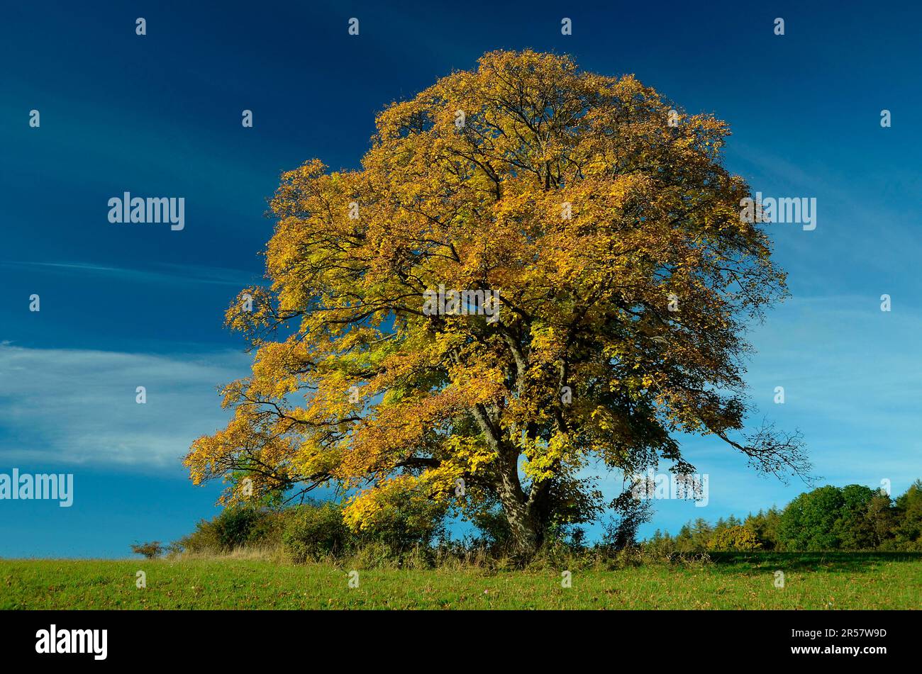 Sycamore maple (Acer pseudoplatanus), autumn colouring Stock Photo