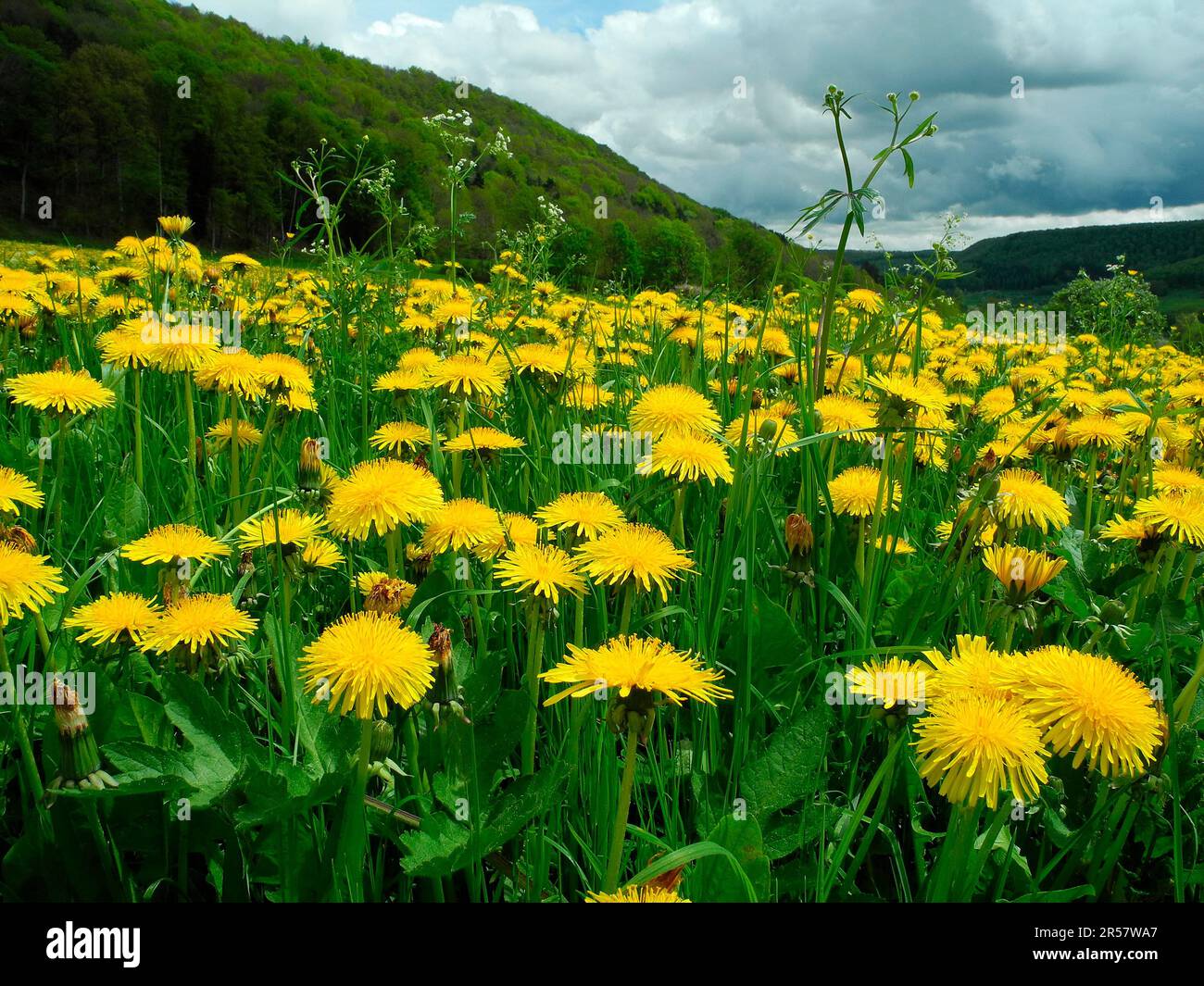 Meadow with flowering dandelion Stock Photo - Alamy