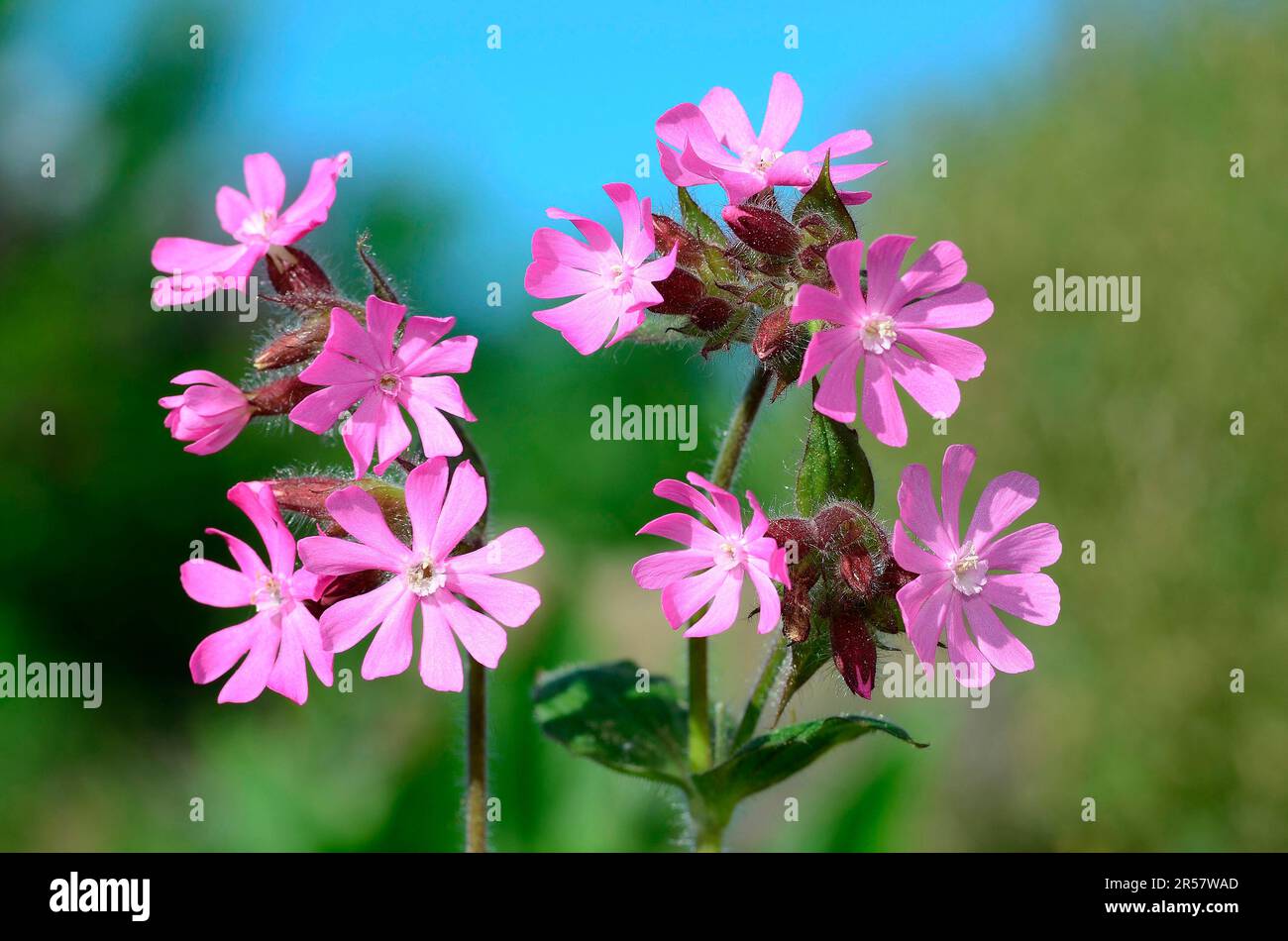 Red campion, red glueweed, Lord's blood flower Close-up view Stock Photo