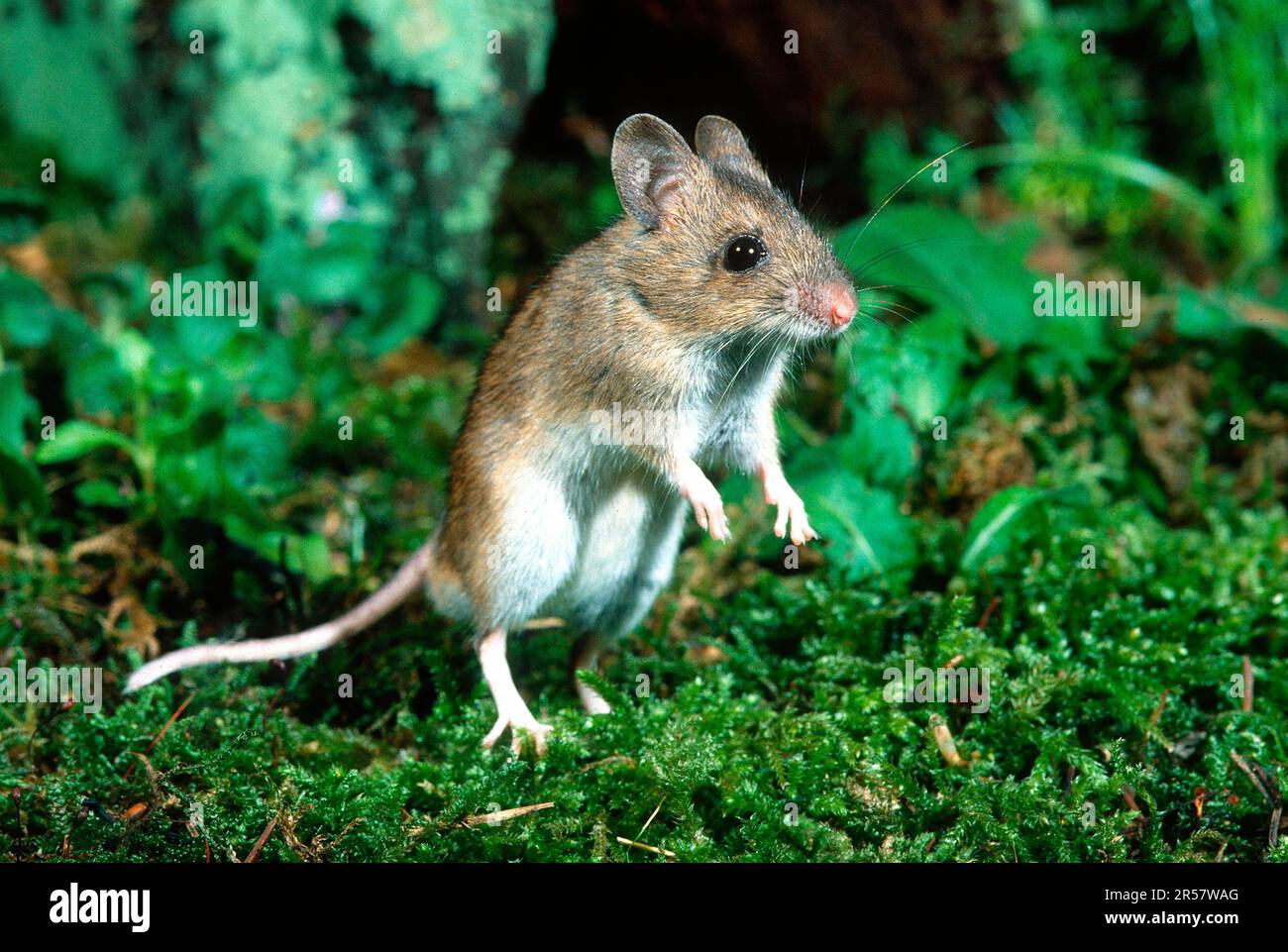 Wood mouse (Apodemus sylvaticus) standing on moss cushion Stock Photo