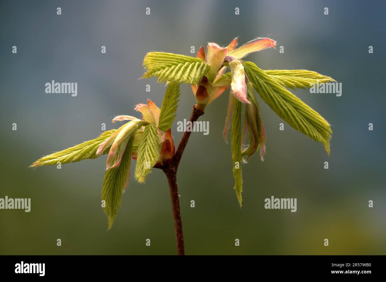 Hornbeam leaves unfolding their leaves in spring Stock Photo