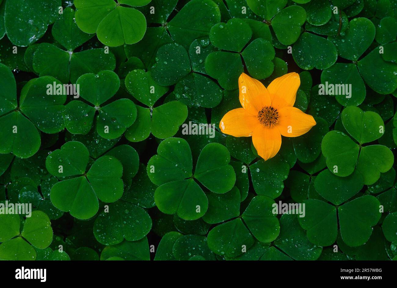 Yellow flower between clovers Stock Photo