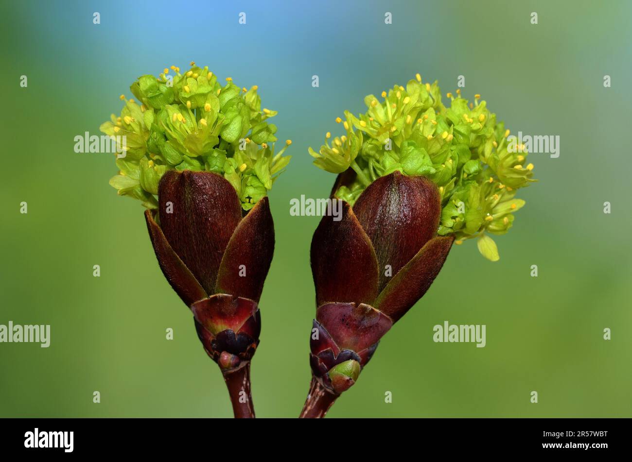 The yellow flowers of the Norway maple break through the buds Stock Photo