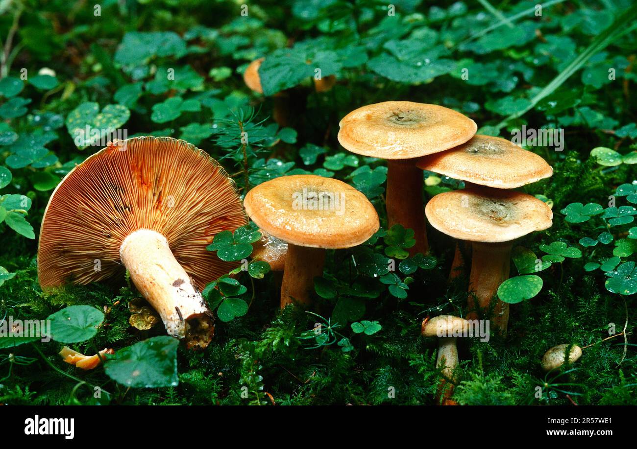 Saffron milk cap hires stock photography and images Alamy