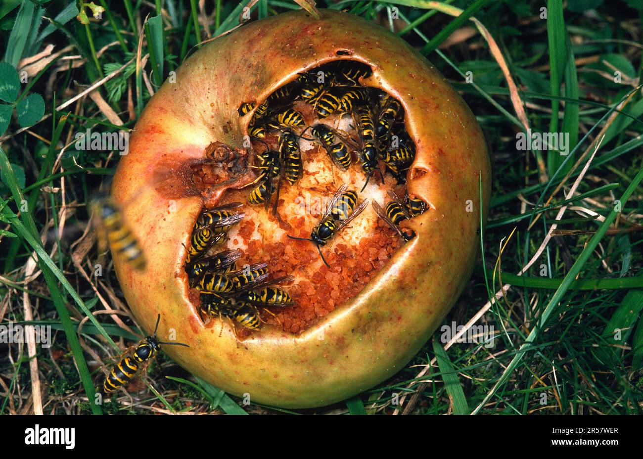 Common wasps (Vespula vulgaris) on fallen fruit Stock Photo Alamy