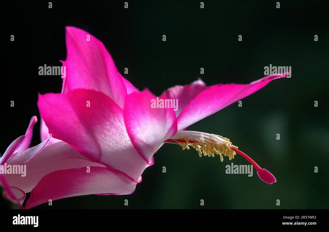 Christmas cactus, Schlumbergera Stock Photo