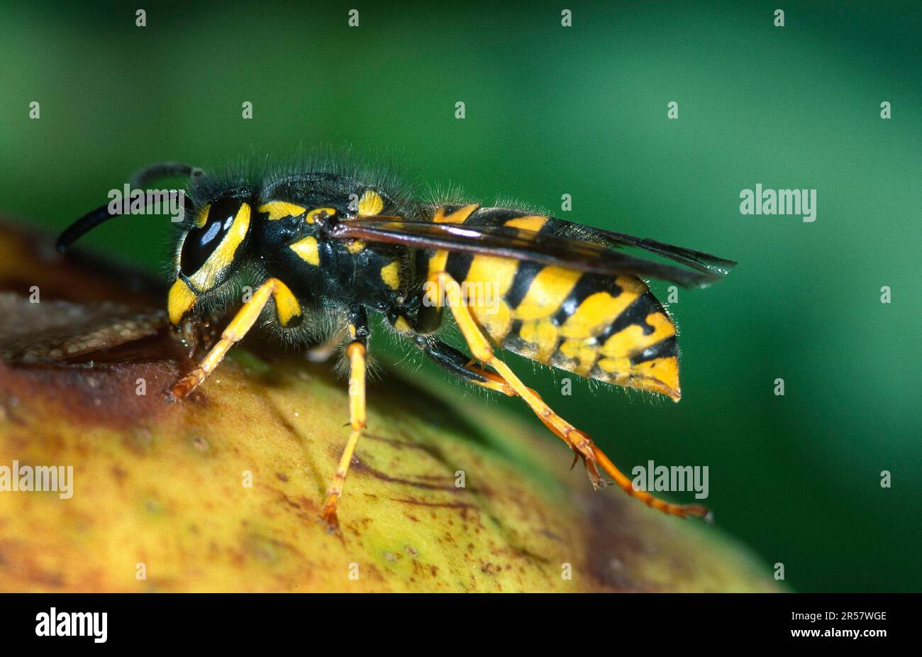 German wasp (Vespula vulgaris) sucking sweet juice from apple Stock ...