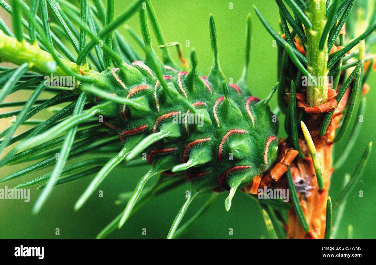 Green spruce gall fly (Sacchiphantes viridis) Stock Photo