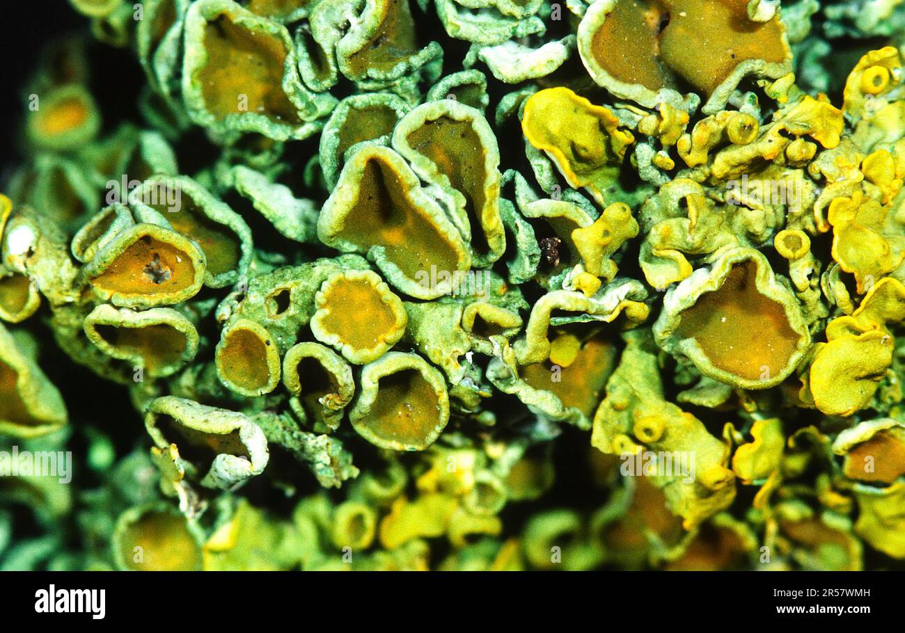 Common orange lichen (Xanthoria parietina), yellow wall lichen Stock