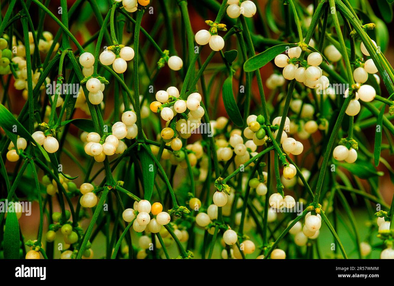 Mistletoe (Viscum) Viscum, album, white-berried mistletoe, sandalwood family, hardwood mistletoe Stock Photo