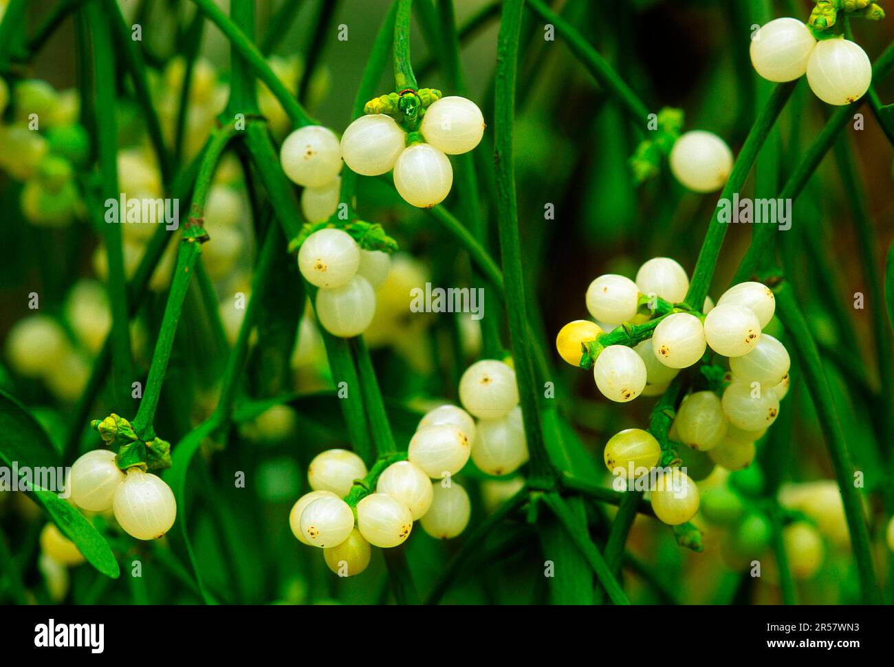 Mistletoe (Viscum) Viscum, album, white-berried mistletoe, sandalwood family, hardwood mistletoe Stock Photo