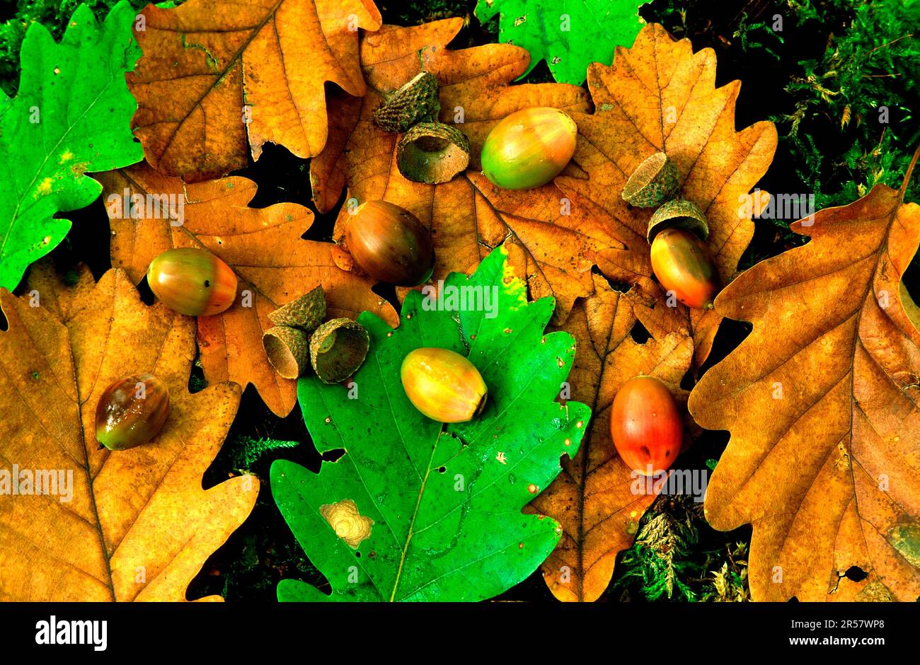 Colorful oak leaves hi-res stock photography and images - Alamy