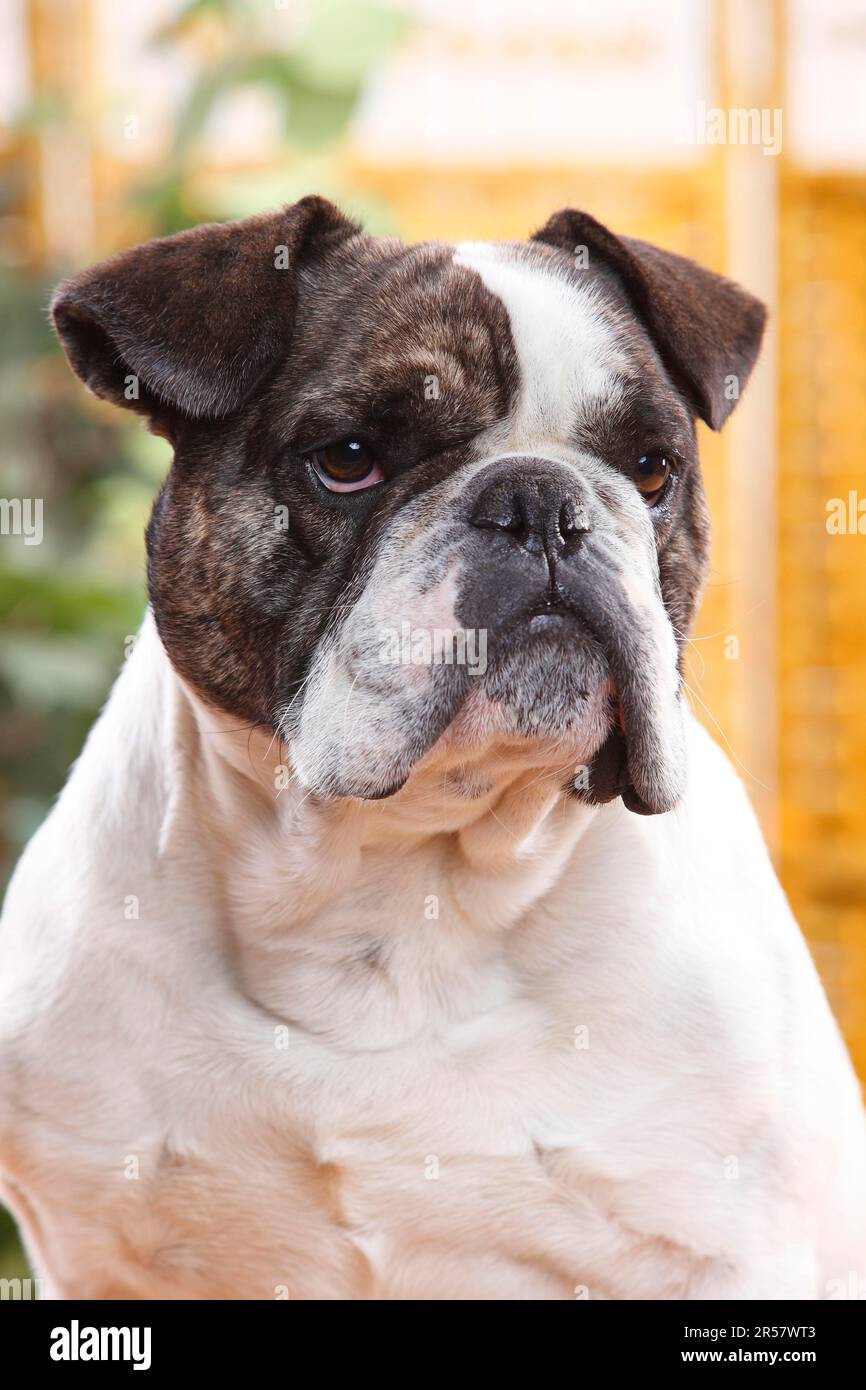 forbruger Rastløs anbefale English x french bulldog hi-res stock photography and images - Alamy