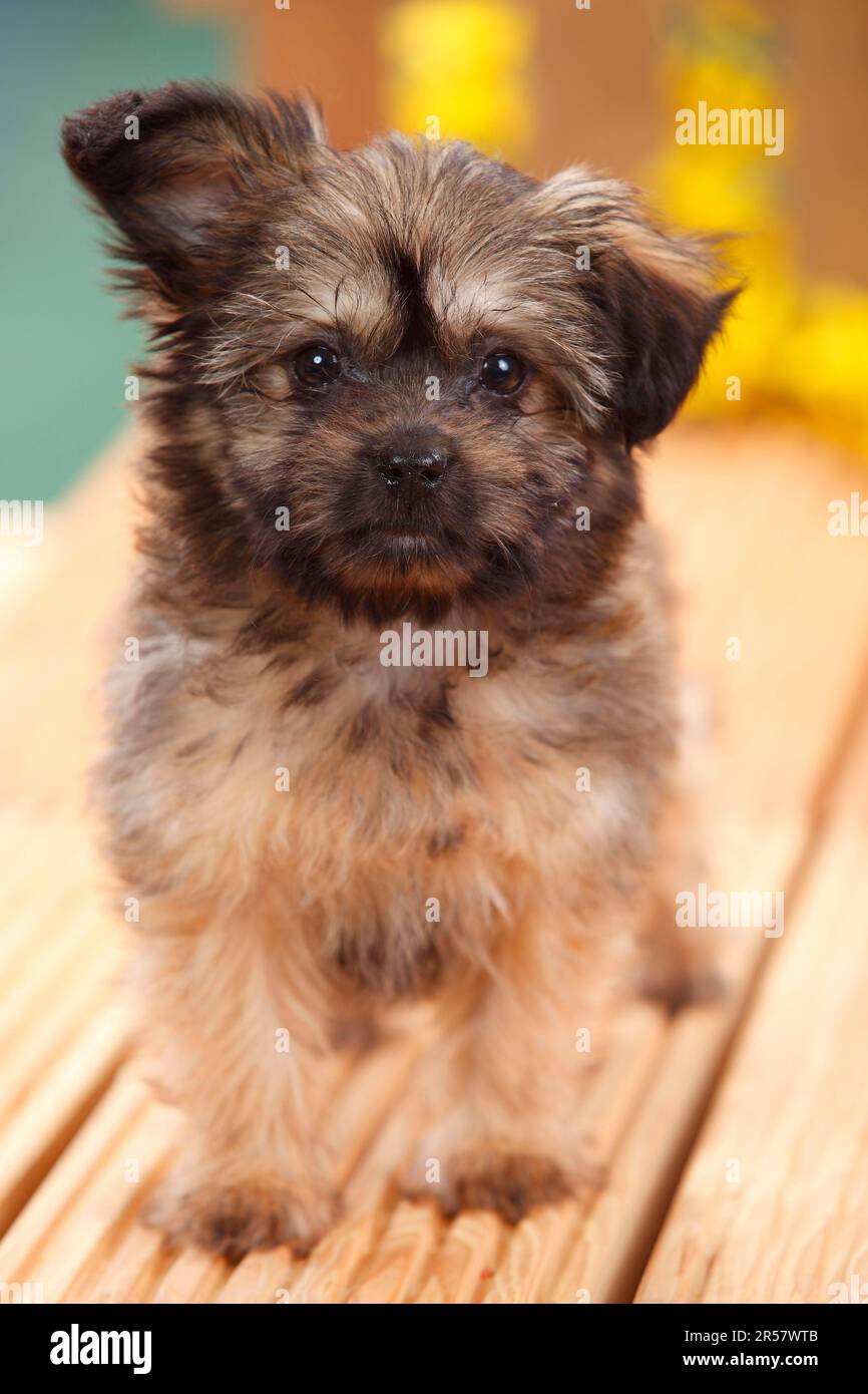 Chihuahua pomeranian hi res stock photography and images Page 2
