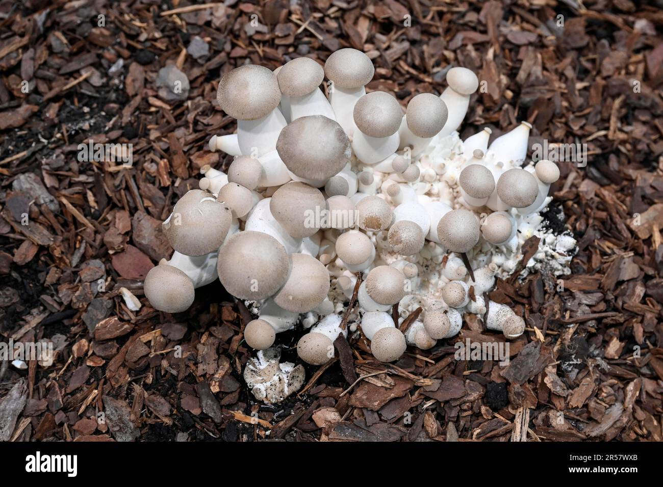 King trumpet mushroom (Pleurotus eryngii Stock Photo Alamy