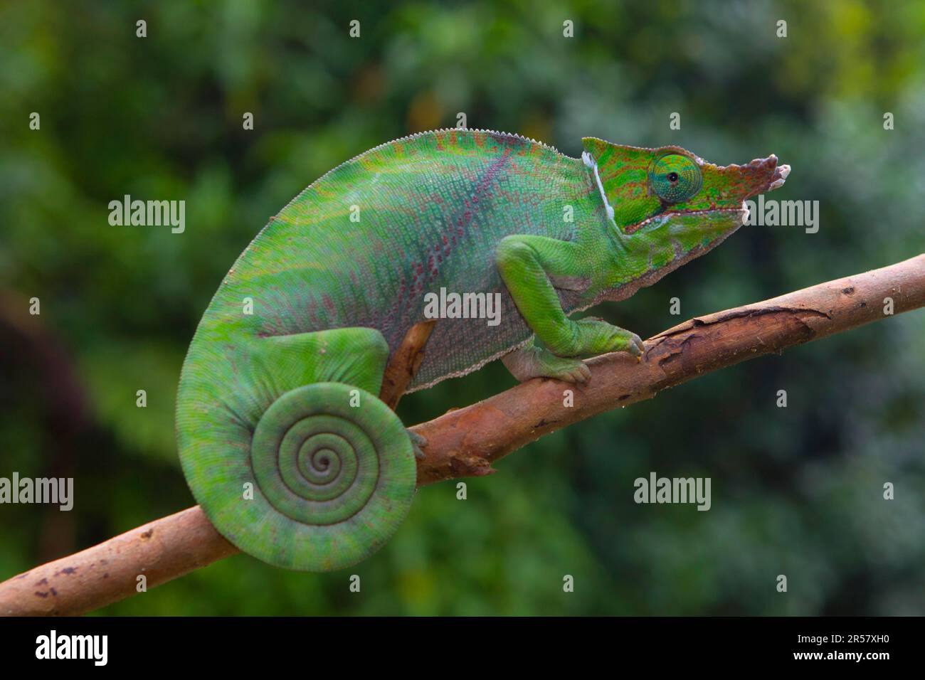 Two-striped chameleon (Furcifer balteatus), male, On branch in Ranomafana rainforest, southern highlands, central Madagascar, Madagascar Stock Photo