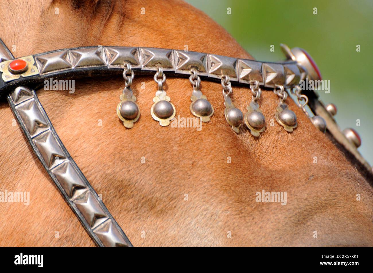 Achal Tekkiner, browband, typical jewellery Stock Photo