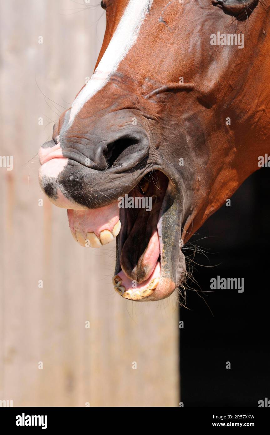 Domestic horse, nostrils Stock Photo - Alamy
