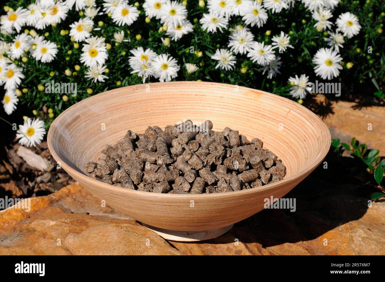 Sugar beet pulp, horse feed, concentrated feed, molasses, pellets, horse feed Stock Photo Alamy