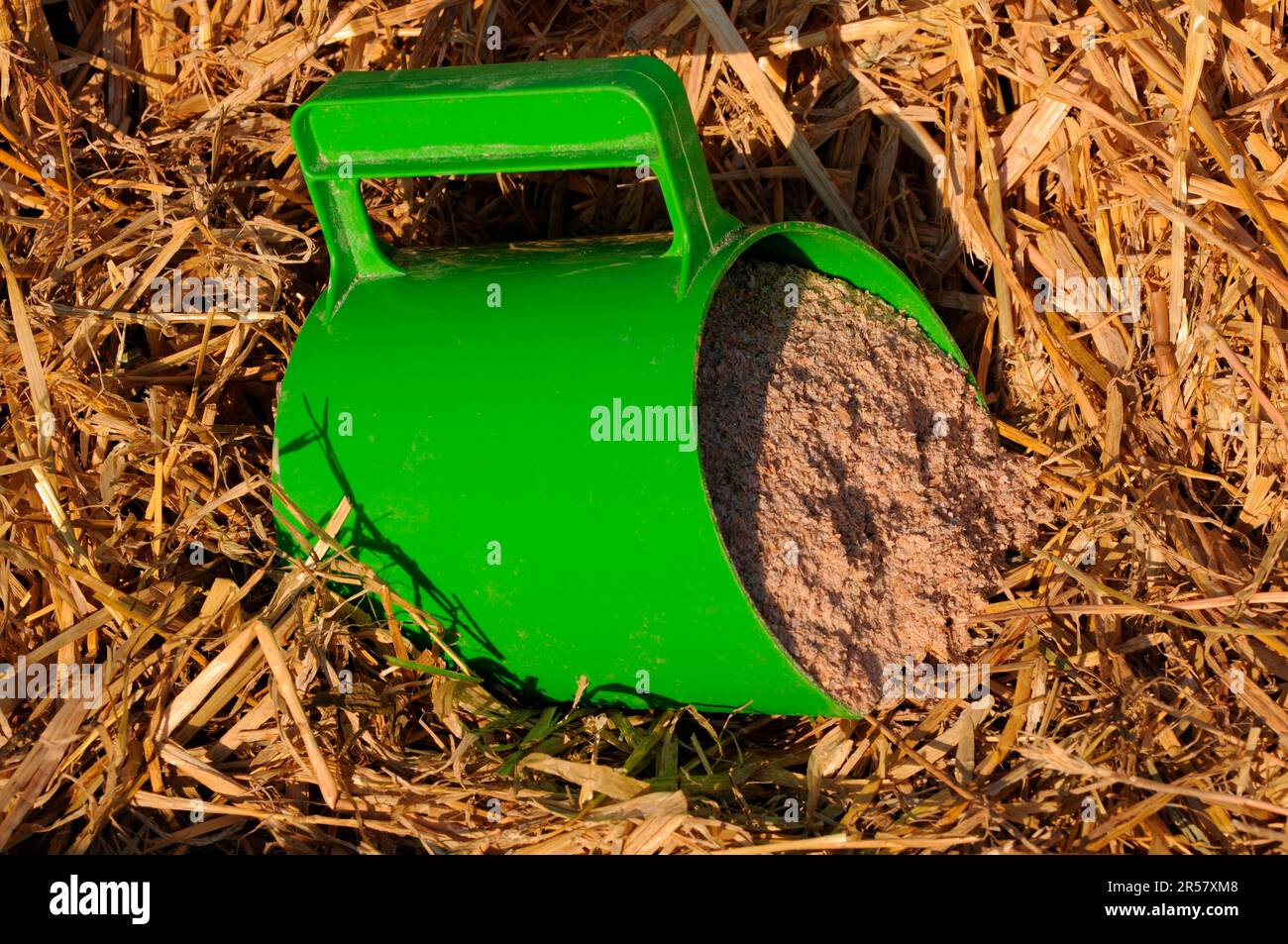 Wheat bran, horse feed, forage, concentrate, horse feed Stock Photo Alamy
