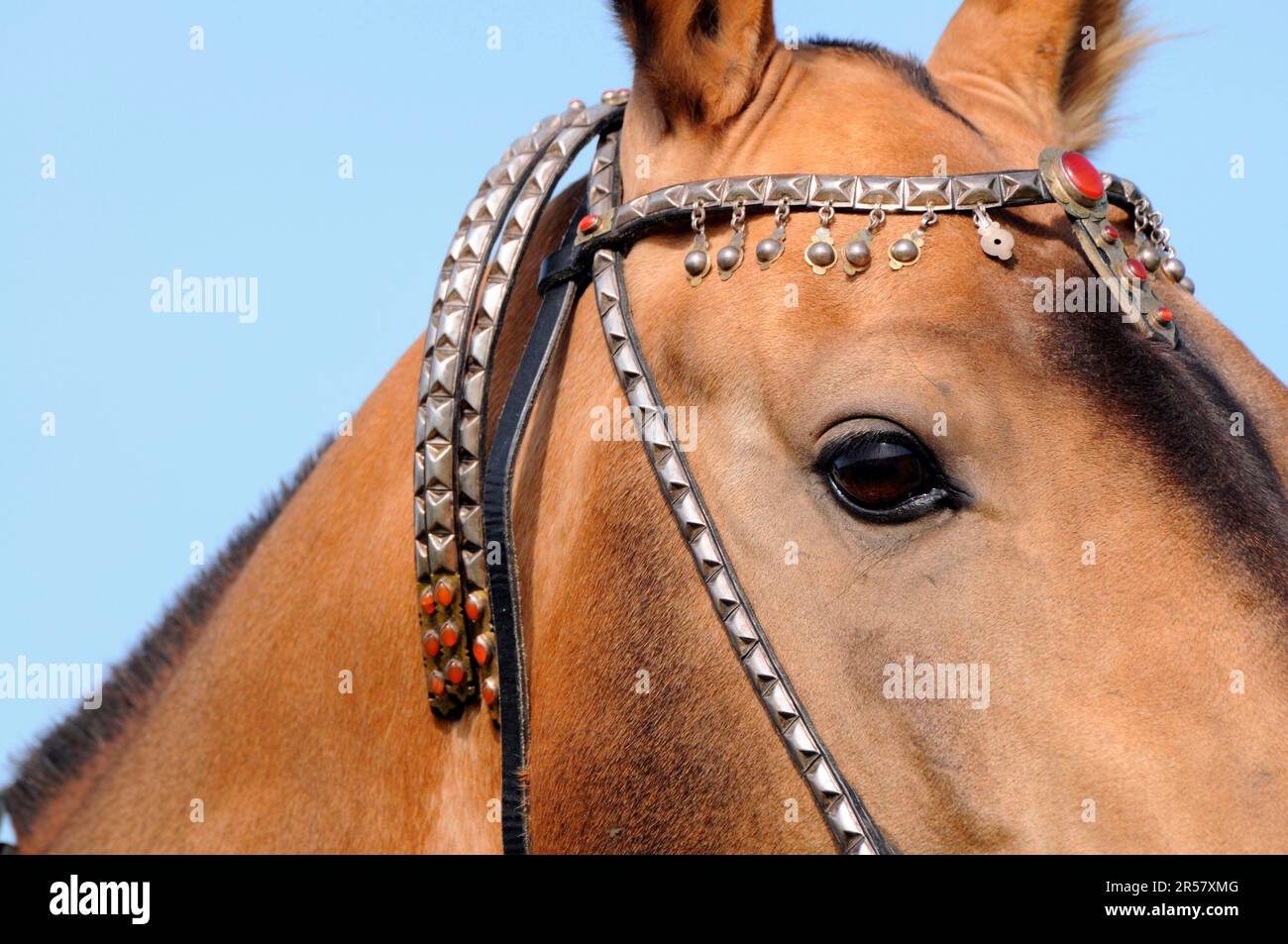 Achal Tekkiner, browband, typical jewellery Stock Photo