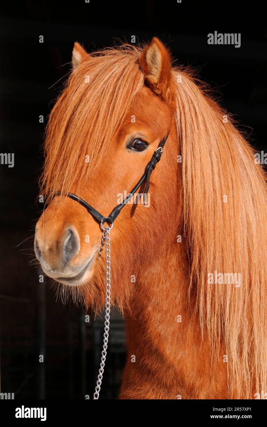 Icelandic Pony, Stallion, Icelandic Horse, Icelandic, Halter Stock