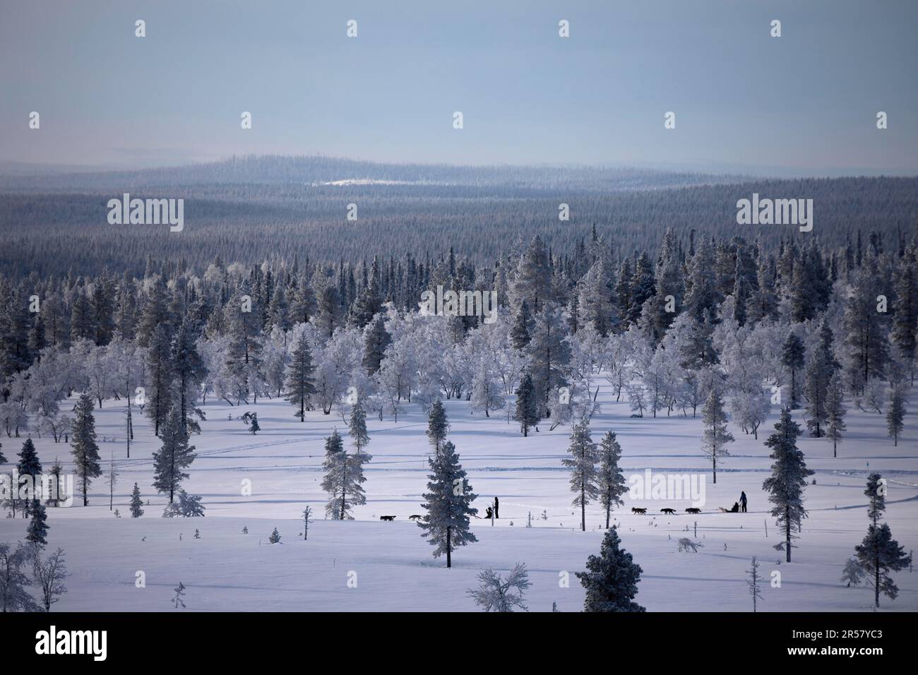 Dog sledding trip through the wintry mountains near Saariselkae, Lapland, Finland Stock Photo