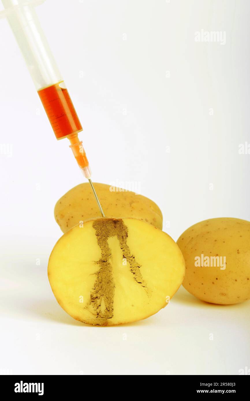 Injection in potato, symbolic image of genetically modified potato, traces of injection in potato, genetically modified foodstuffs Stock Photo