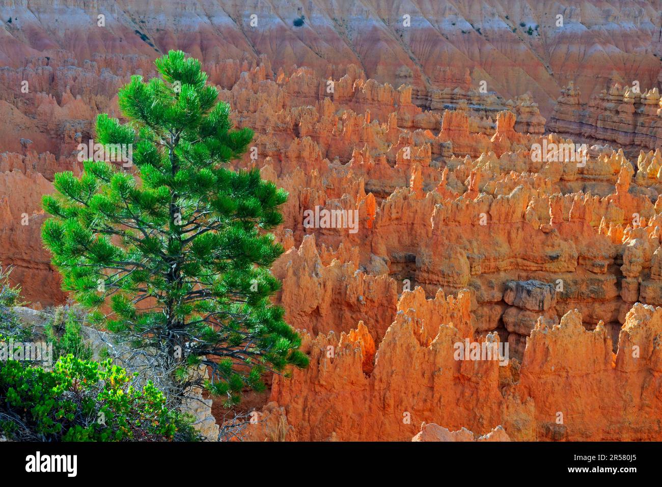 Pinyon Pine (Pinus), Hoodoos, Sunrise Point, Bryce Canyon National Park, Utah, USA, morning light Stock Photo