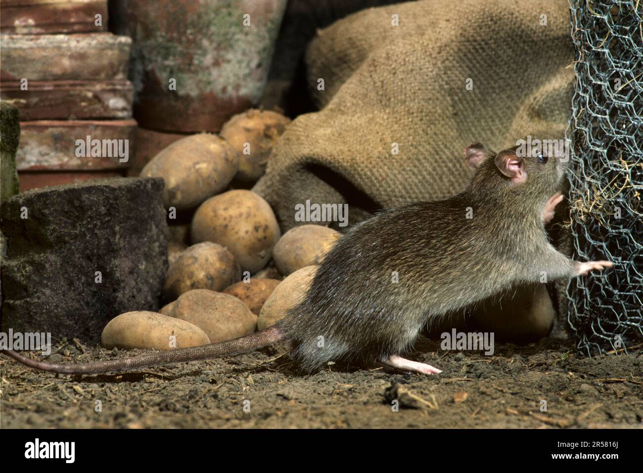 Common Rat (Rattus norvegicus) in cellar Stock Photo Alamy