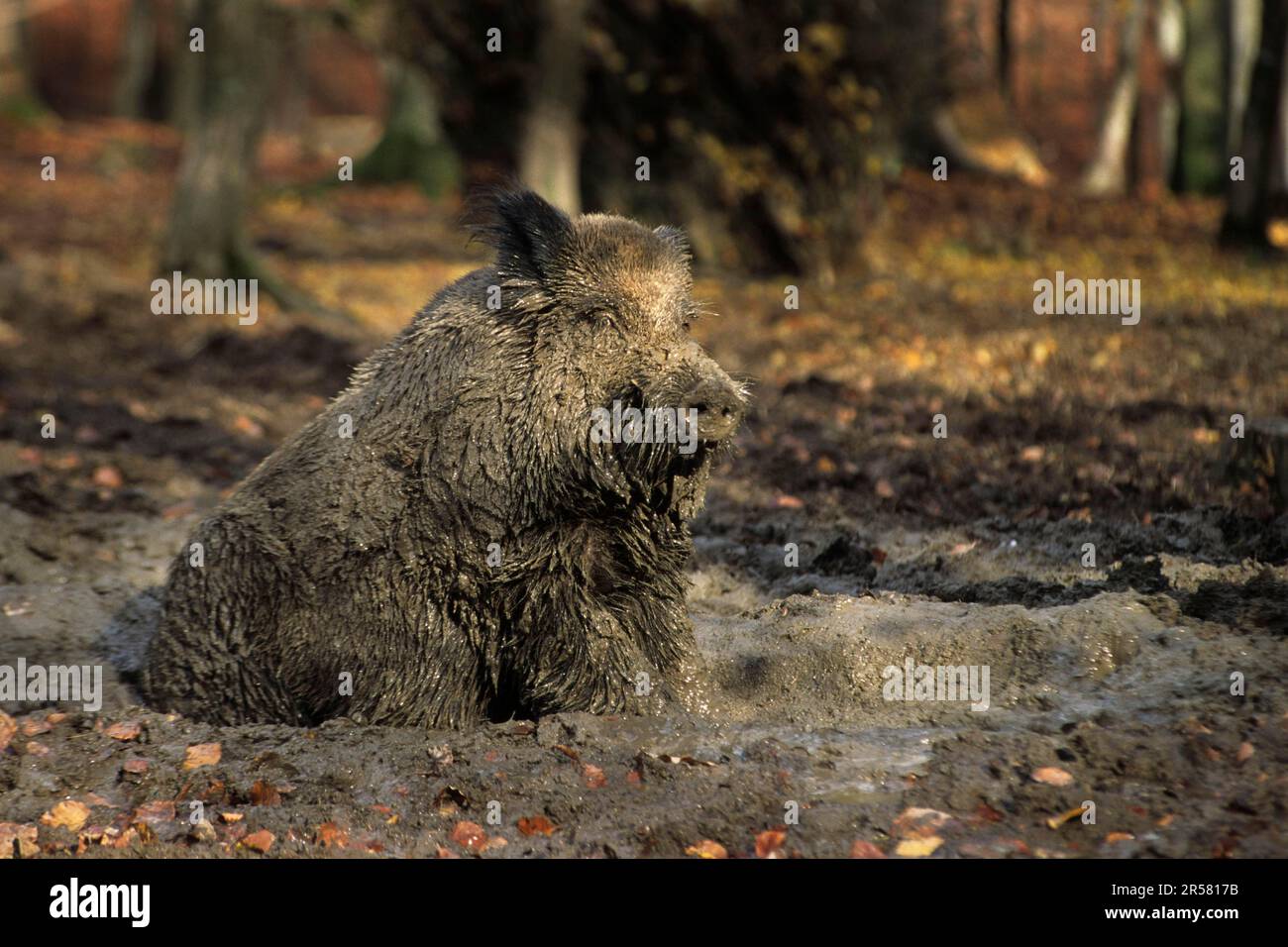 Wild boar sus scrofa covered with mud hi-res stock photography and ...