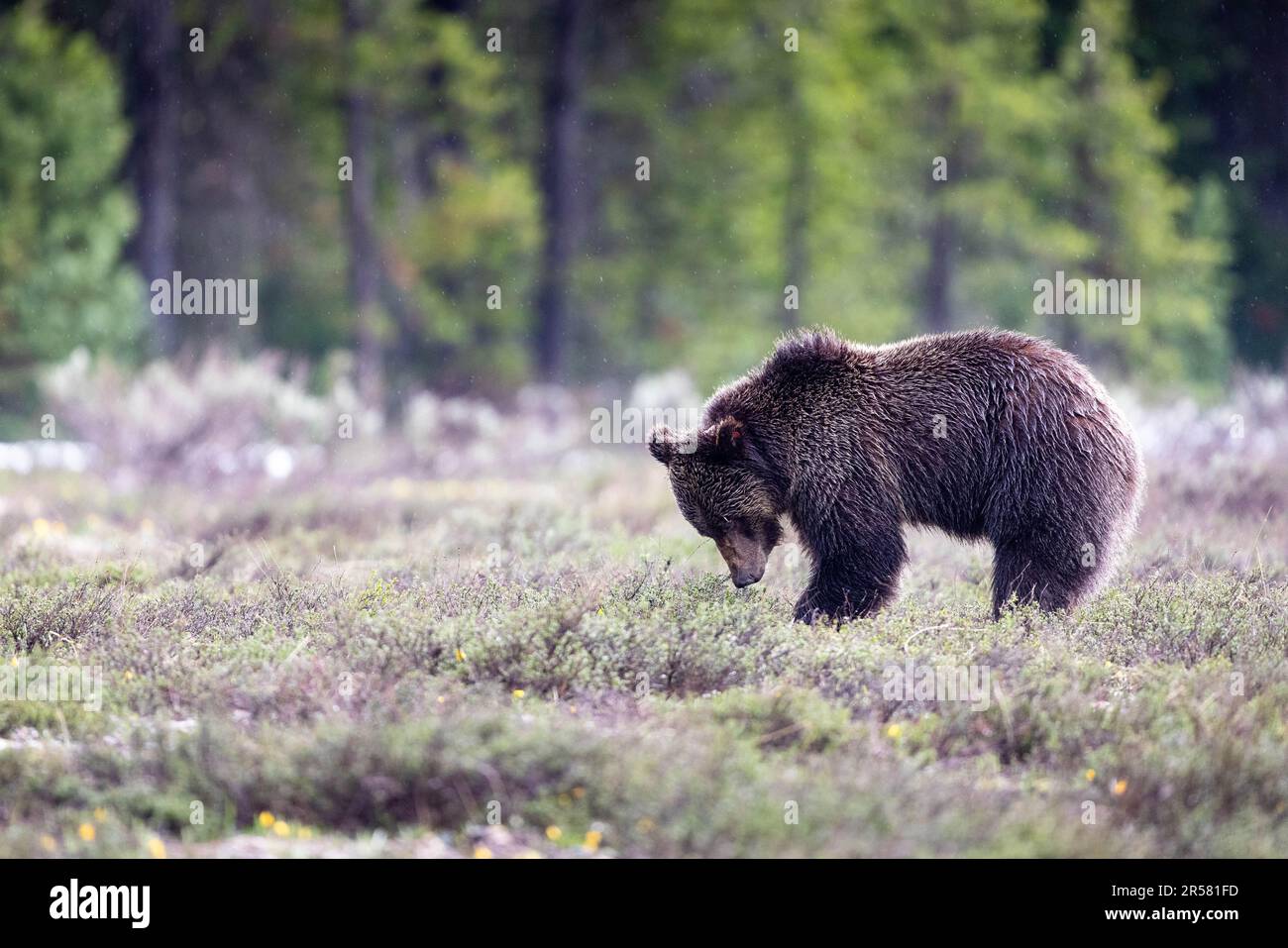 A grizzly bear, nicknamed Bonita, digging in the ground for food during