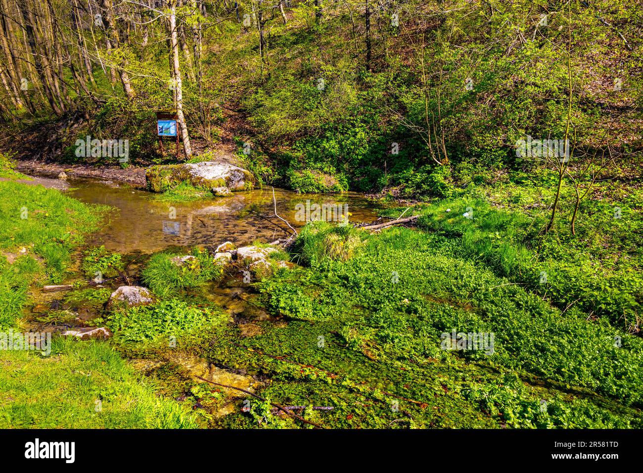 Bedkowka creek source in Bedkowska Valley nature park and reserve within Jura Krakowsko-Czestochowska Jurassic upland near Cracow in Lesser Poland Stock Photo