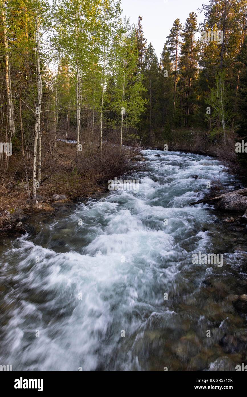 Lake Creek cascading over shallow rapids through a dense forest. Grand ...