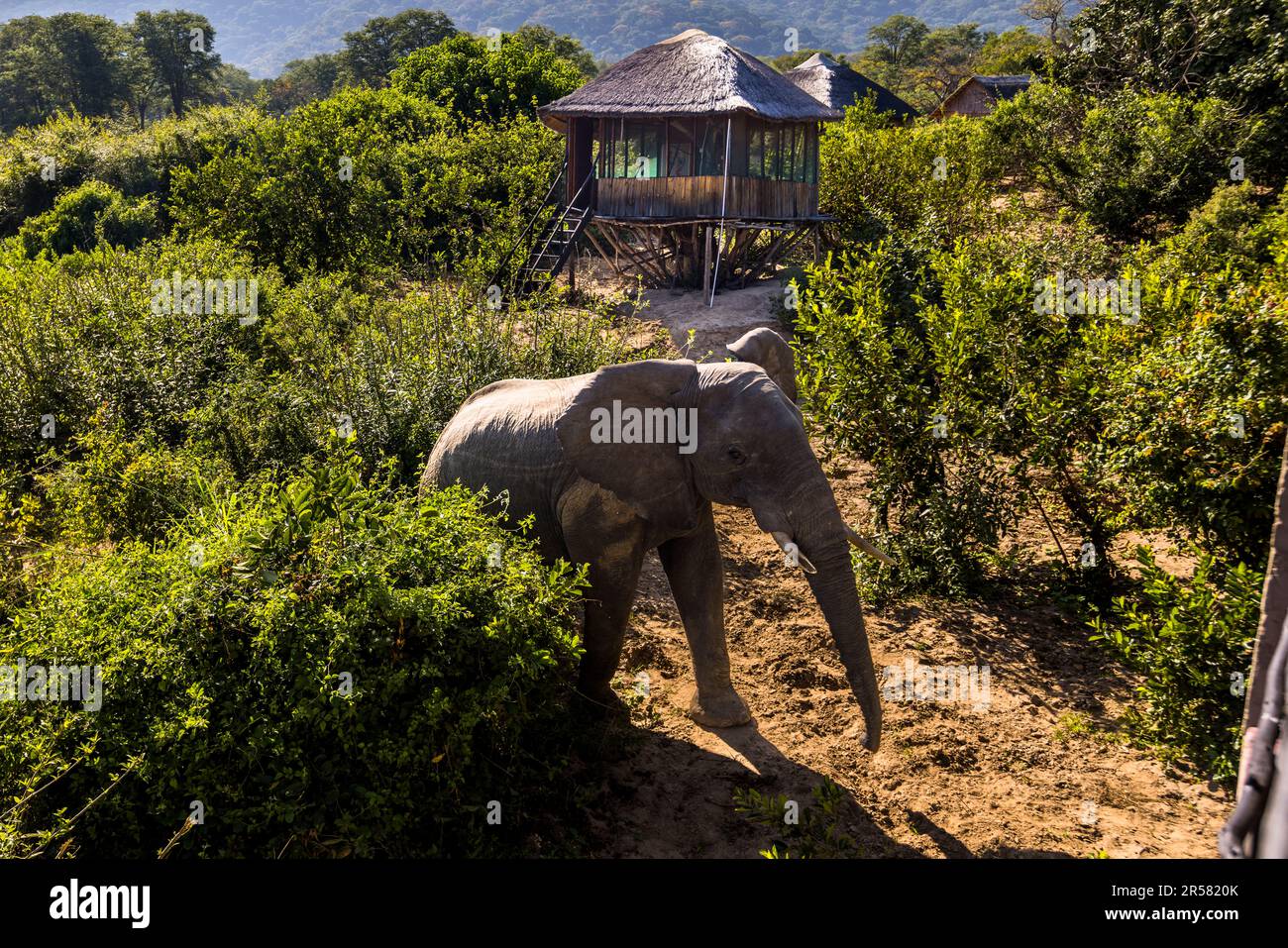 More than 500 elephants live in Liwonde National Park. Daily individuals also walk through the grounds of Kutchire Lodge. On the grounds of Kutchire Lodge, located in the National Park, all wild animals have free access. Liwonde National Park, Malawi Stock Photo