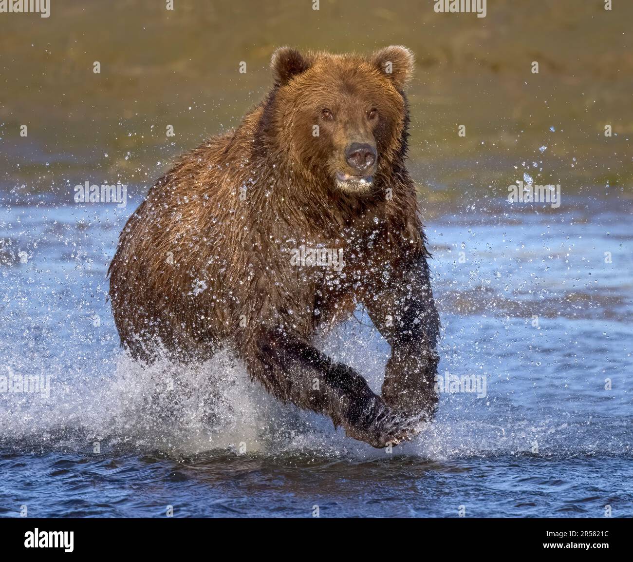 Coastal Brown Bear chasing salmon. Stock Photo