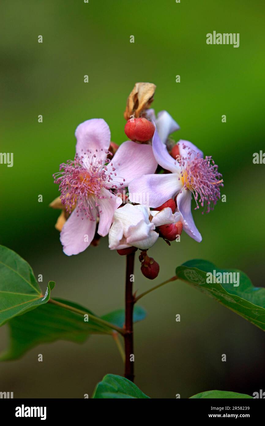 Achiote (Bixa orellana), Bixaceae, Madagascar Stock Photo