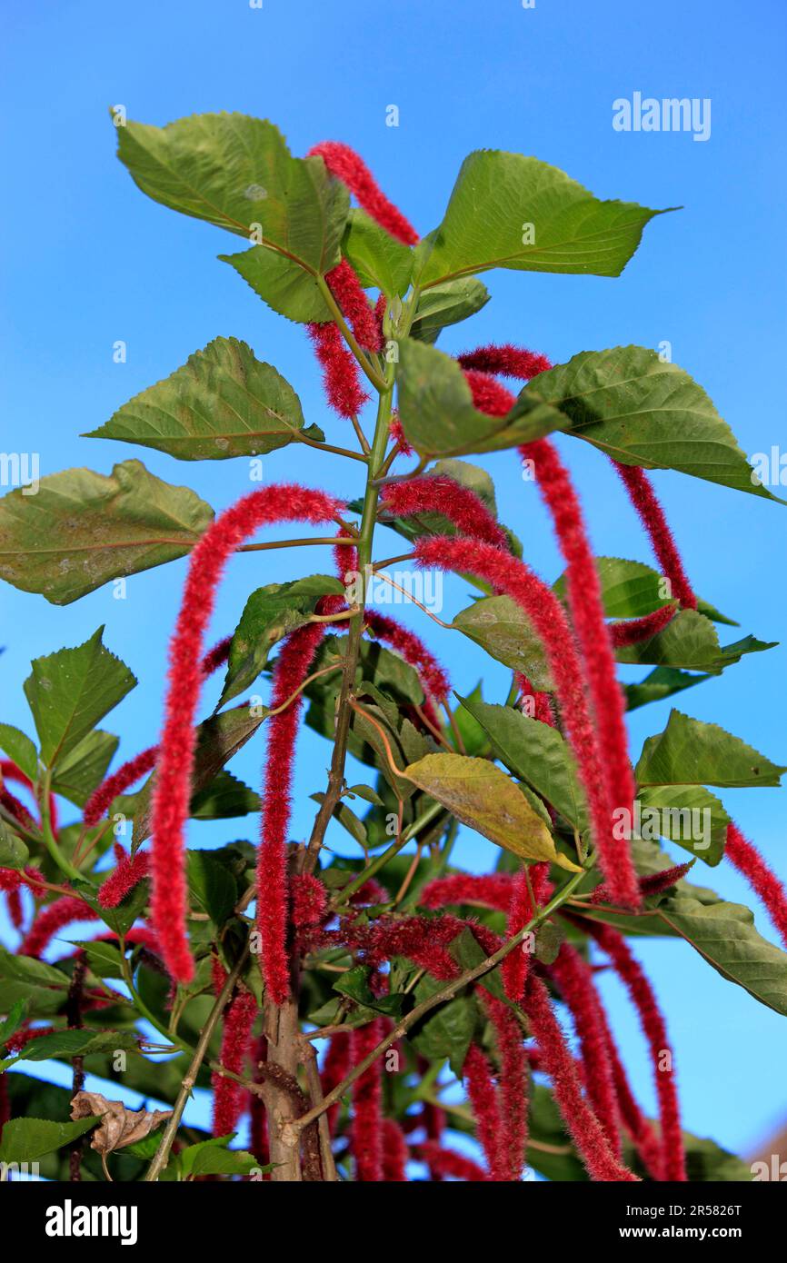 Chenille Plant (Acalypha hispida), Nosy Be, Madagascar, Philippines Medusa, Red hot Cat's Tail Stock Photo