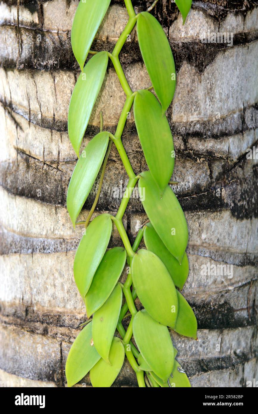 La vanille - Vanilla planifolia - Nosy Komba