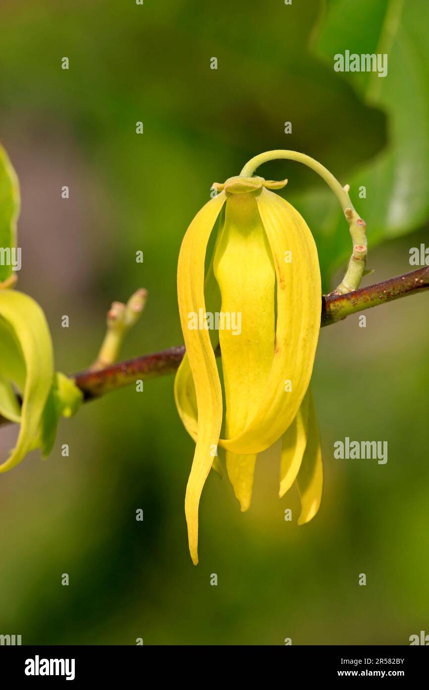 Ylang-ylang (Cananga odorata), Nosy Be, Annonaceae, Madagascar Stock Photo